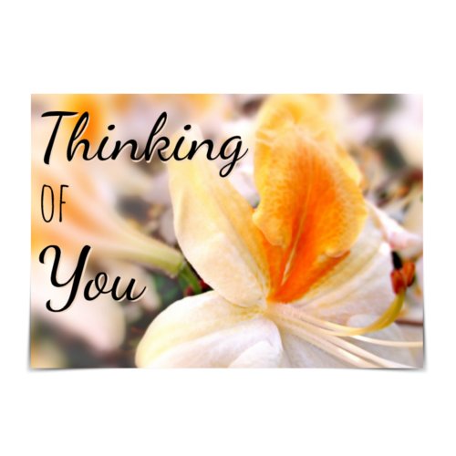 Thinking of You Orange Azalea Card