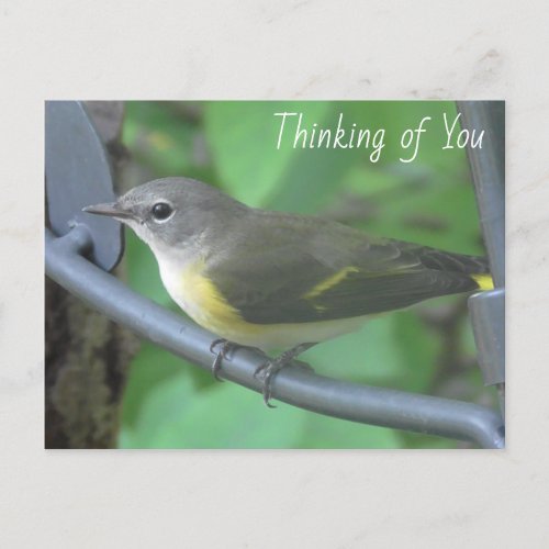 Thinking of you  Photograph of cute Warbler Bird Postcard