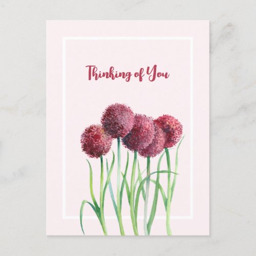Thinking of You Pink Alliums Flower Watercolor Postcard
