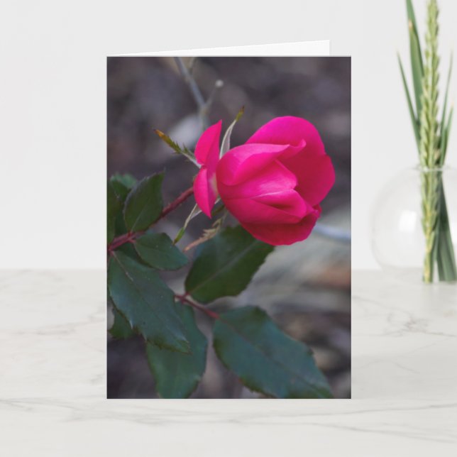 Thinking Of You Pink Rose Photo Template (Front)