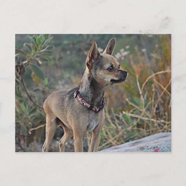 Thinking of You Postcard (Front)