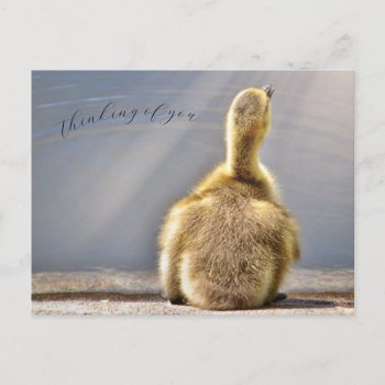 Thinking Of You Postcard by Siberianmom at Zazzle