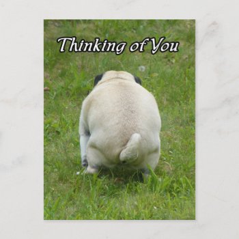Thinking Of You Pug Going The Bathroom Postcard by PugWiggles at Zazzle