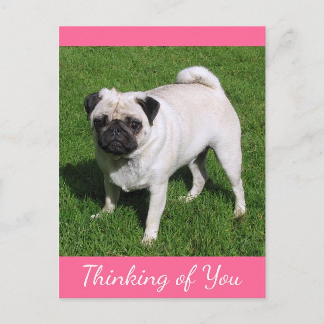 Thinking of You Pug Puppy Dog Post card (Front)