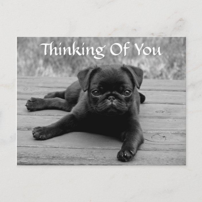 Thinking of You Pug Puppy Dog Postcard (Verse) | Zazzle.com