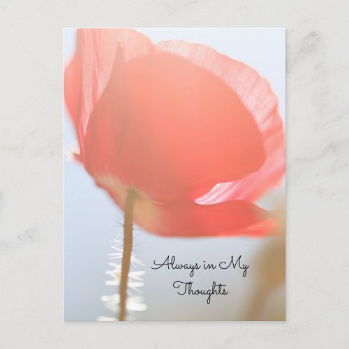 Thinking of You Red Poppy in Sunrise Postcard
