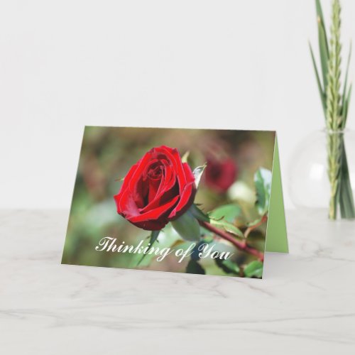 Thinking of You Red Rose Blank Card