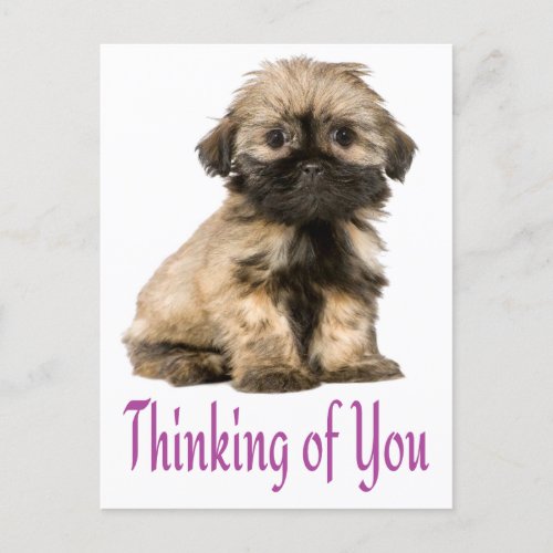 Thinking Of You Shih Tzu Puppy Dog Postcard