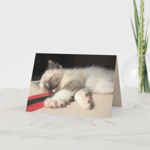 Thinking of You Sleeping Siamese Kitten Photograph Card