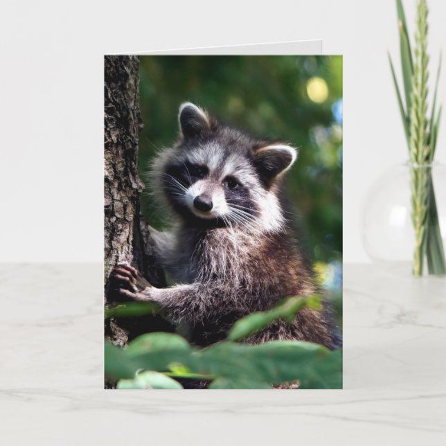 Thinking of you Speedy Recovery Raccoon Animal Card (Front)