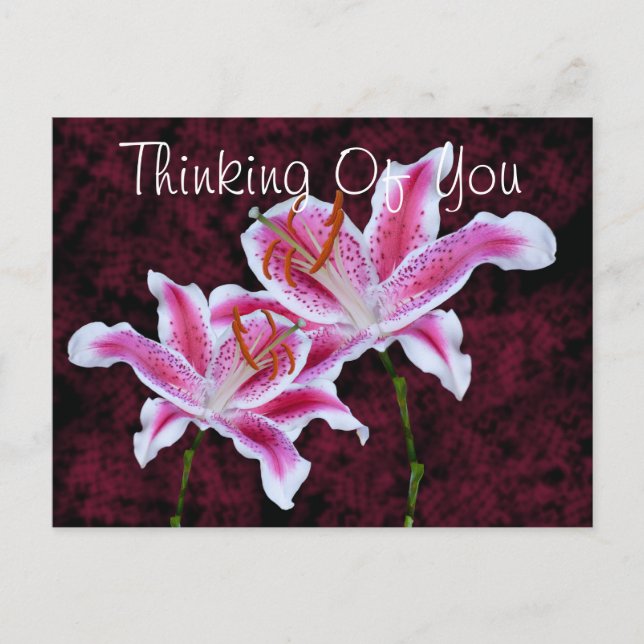 Thinking Of You Stargazer Lily Photo Custom Postcard (Front)