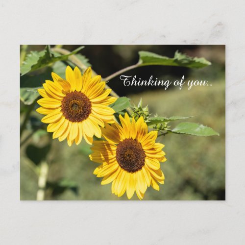 Thinking Of You Sunflowers  Postcard