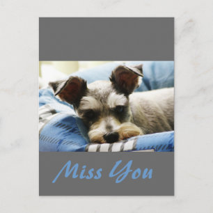 Thinking of You, sweet Mini Schnauzer Postcard