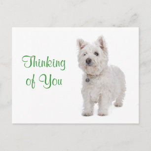 Thinking of You Westie Puppy Dog Greeting Postcard