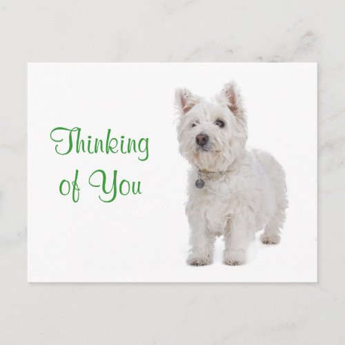 Thinking of You Westie Puppy Dog Greeting Postcard