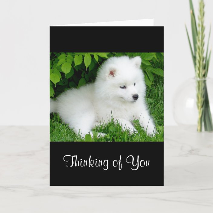samoyed white puppy