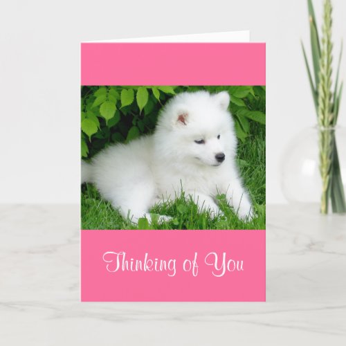 Thinking of You White Samoyed  Puppy Dog Pink Card