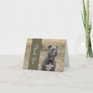 Thinking Pitbull Thank You Note Card
