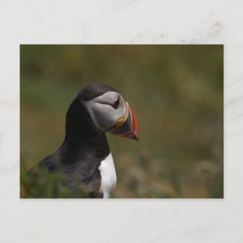 Thinking Puffin Postcard by Welshpixels at Zazzle