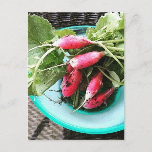 Thinned out my radishes postcard