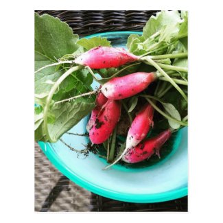 Thinned out my radishes postcard