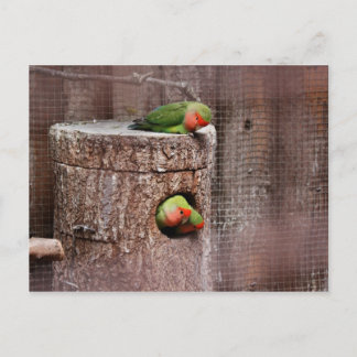 Third Wheel Lovebird Postcard