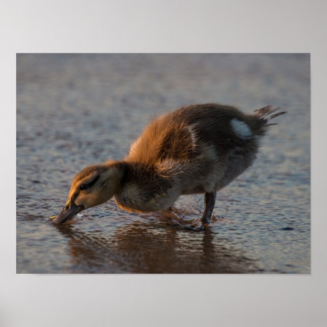 Thirsty Baby Poster (Front)