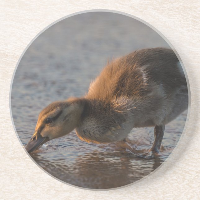 Thirsty Baby Sandstone Coaster (Front)