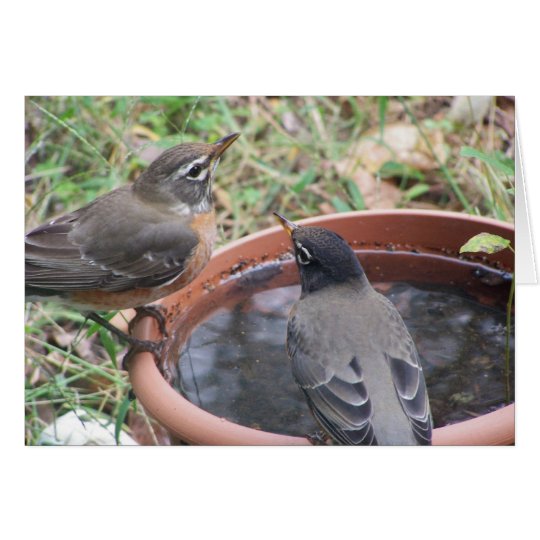 thirsty birdies Greeting Card