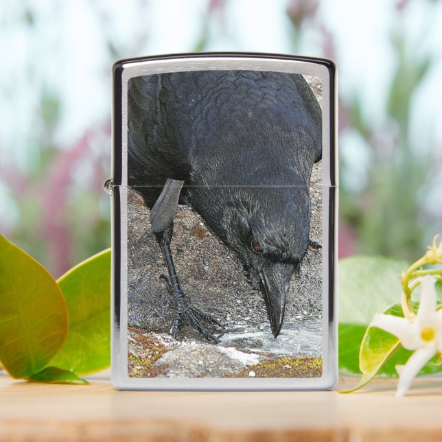 Thirsty Crow Taking a Drink Zippo Lighter (On Table)
