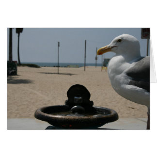 Thirsty Seagull