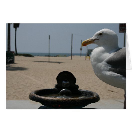 Thirsty Seagull Cards (Front Horizontal)