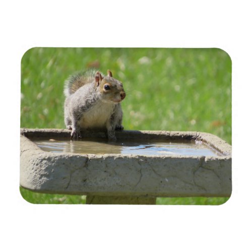 Thirsty Squirrel on Bird Bath Magnet