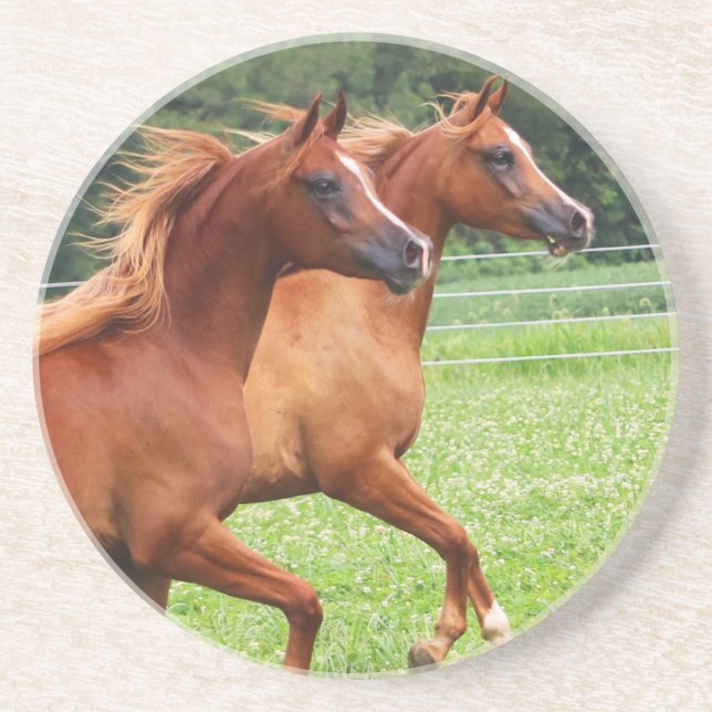 Thirsty Stone Coaster- 1  BOGO Colts Drink Coaster (Front)