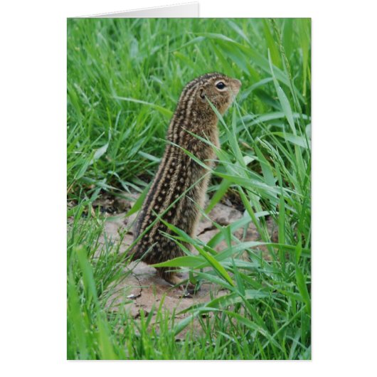 Thirteen-lined Ground Squirrel Card (Front)