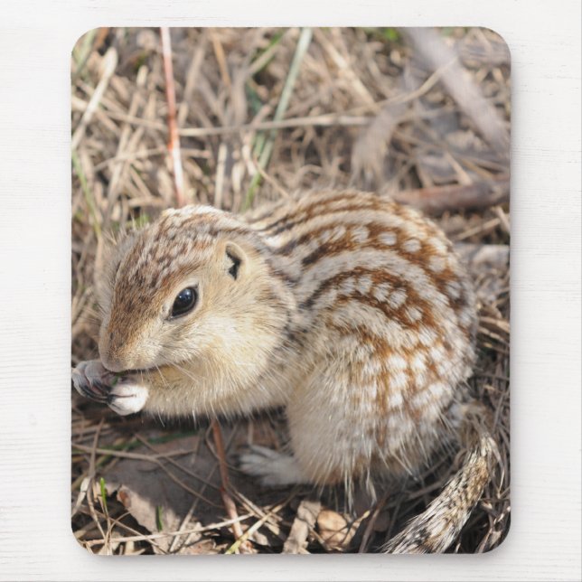 Thirteen Lined Ground squirrel Mouse Pad (Front)
