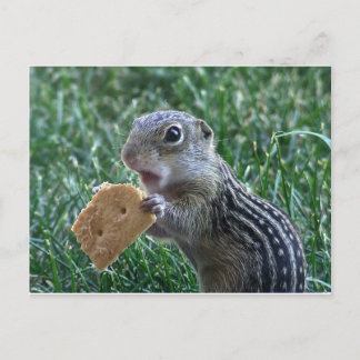 Thirteen-Lined Ground Squirrel Postcard
