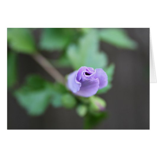 This Bud's For You. (Front Horizontal)