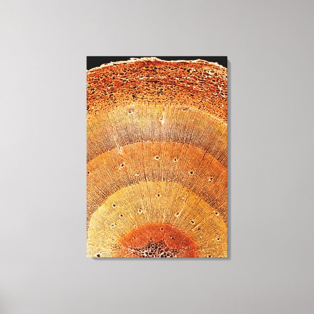This cross section of pine wood shows the epidermi canvas print (Front)