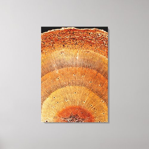 This cross section of pine wood shows the epidermi canvas print