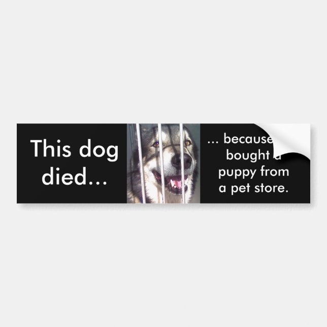 This Dog Died Bumper Sticker (Front)