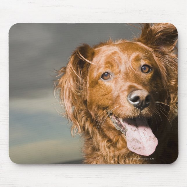 This dog is part golden retriever. mouse pad (Front)
