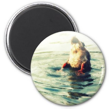 This End Up! Duck Butt Magnet by CountryCorner at Zazzle