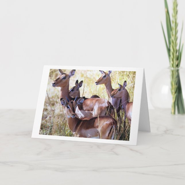 THIS GROUP OF DEER SEND YOU BIRTHDAY WISHES CARD (Front)