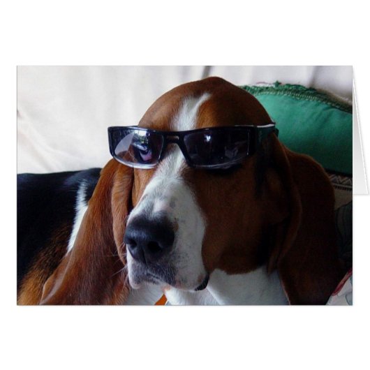 This hound dog is one kool kat cards (Front Horizontal)