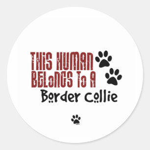 This Human Belongs to a Border Collie Classic Round Sticker