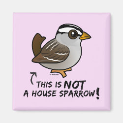 Not a House Sparrow! Square Magnet