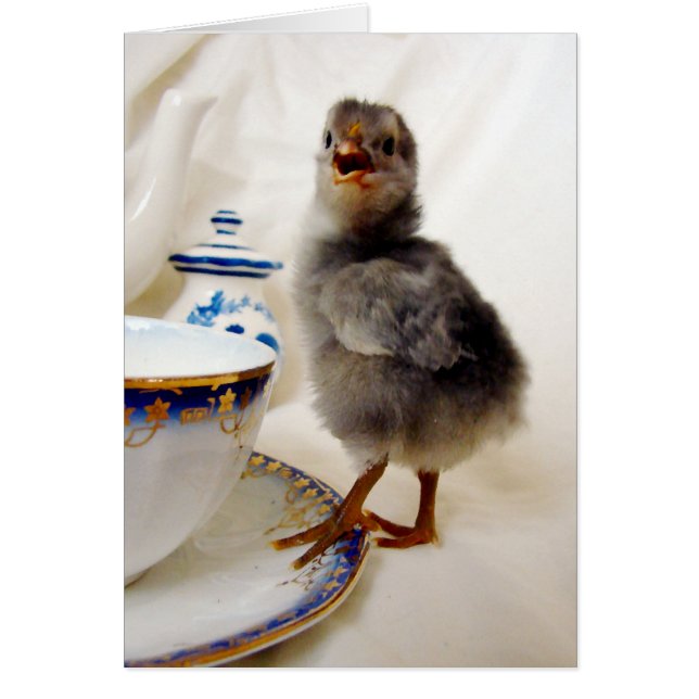 "This is not part of my contract" says the chick Cards (Front)