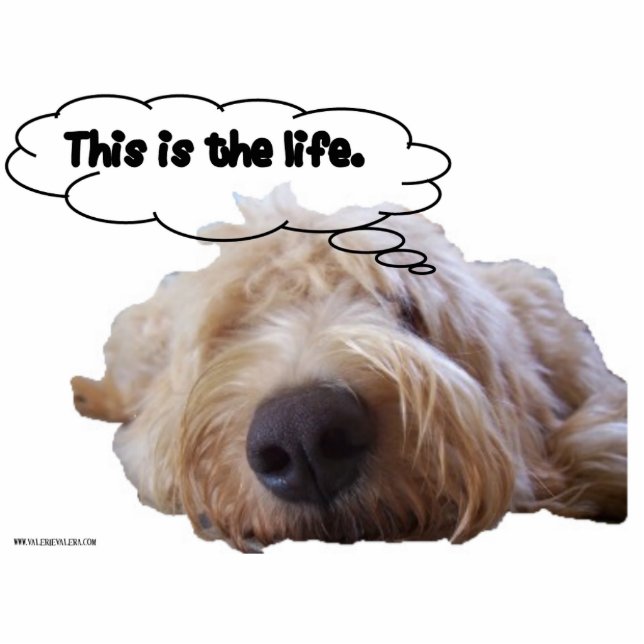This is the life Goldendoodle dreaming Cutout (Front)