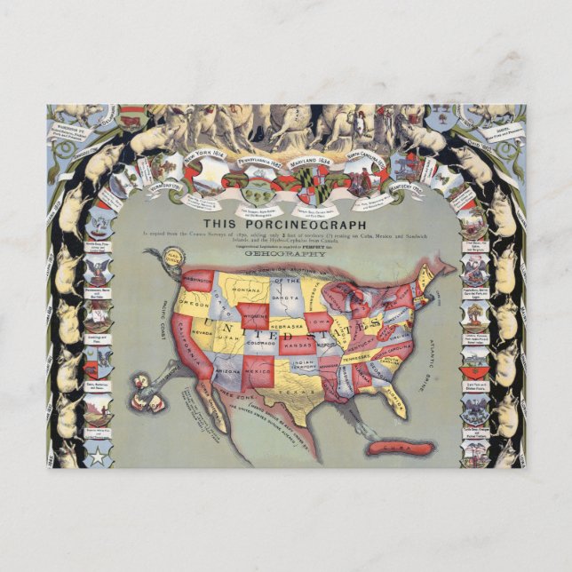 THIS PORCINEOGRAPH, c1876 Postcard (Front)